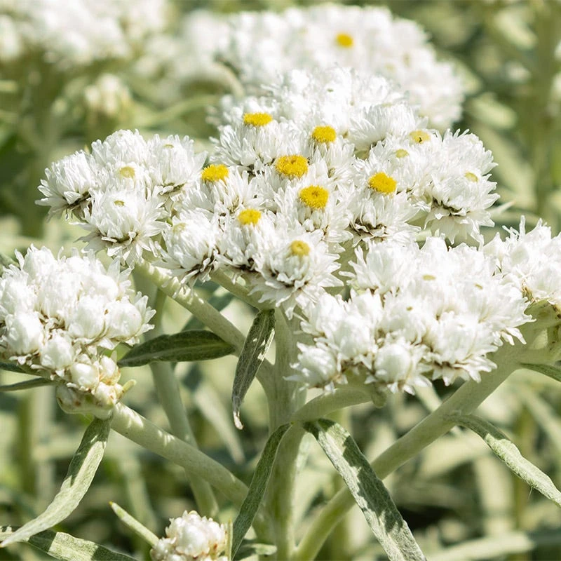 New Snow Pearly Everlasting (Anaphalis) 3 New Snow Pearly Everlasting (Anaphalis)