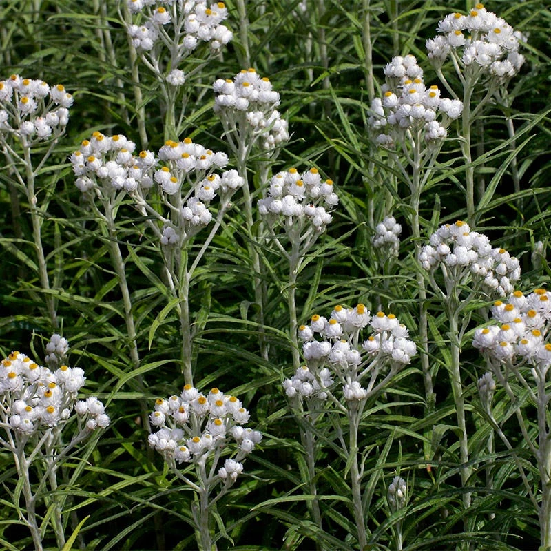 New Snow Pearly Everlasting (Anaphalis) 4 New Snow Pearly Everlasting (Anaphalis) - Image 2