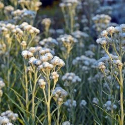 New Snow Pearly Everlasting (Anaphalis) 8 New Snow Pearly Everlasting (Anaphalis) -Daily Garden Joy Shop anaphalis margaritacea new snow white