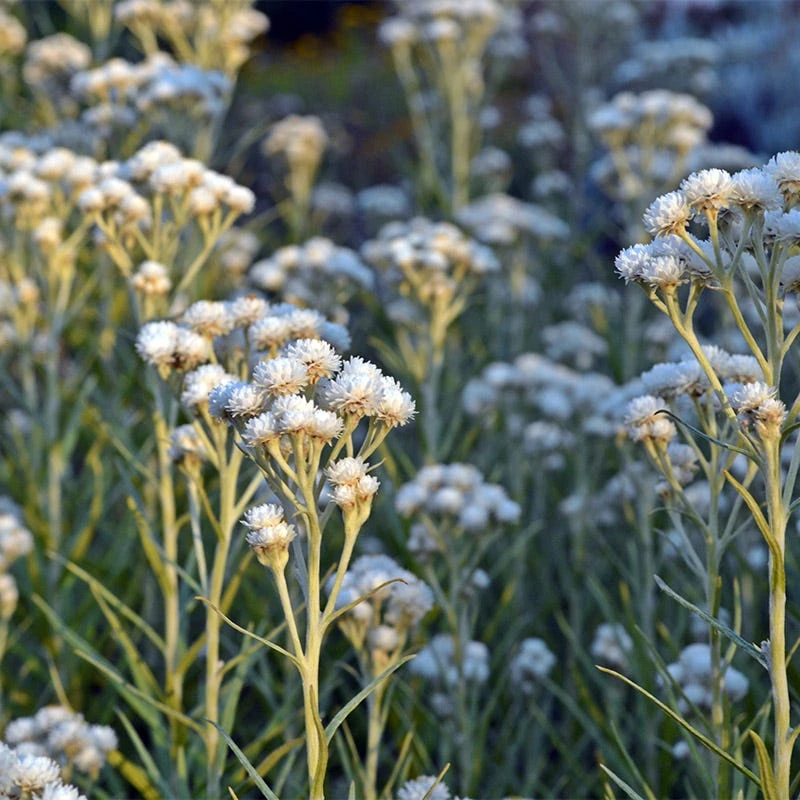 New Snow Pearly Everlasting (Anaphalis) 5 New Snow Pearly Everlasting (Anaphalis) - Image 3