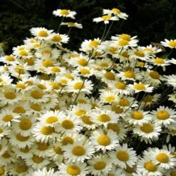 Susanna Mitchell Marguerite Daisy (Anthemis) -Daily Garden Joy Shop anthemis tinctoria 19981