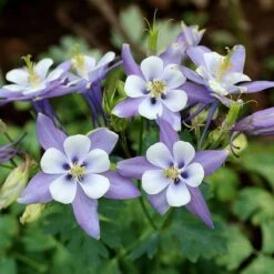 Rocky Mountain Columbine -Daily Garden Joy Shop aquilegia caerulea rocky mountai