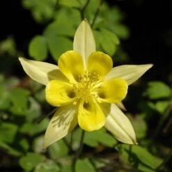 Daily Garden Joy Shop 17 Daily Garden Joy Shop -Daily Garden Joy Shop aquilegia chrysantha golden spur