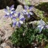 Rocky Mountain Columbine -Daily Garden Joy Shop aquilegia coerulea 1 1