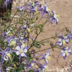 Rocky Mountain Columbine -Daily Garden Joy Shop aquilegia coerulea 3 1