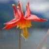Arizona Columbine -Daily Garden Joy Shop aquilegia desertorum 1