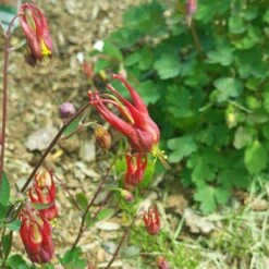 Little Lanterns Columbine -Daily Garden Joy Shop aquilegia little lanterns cropped 5 1