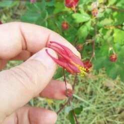Little Lanterns Columbine -Daily Garden Joy Shop aquilegia little lanterns cropped close up 1 1