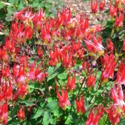 Little Lanterns Columbine -Daily Garden Joy Shop aquilegia little lanterns jf 1