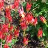 Little Lanterns Columbine -Daily Garden Joy Shop aquilegia little lanterns jf 2