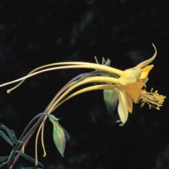 Swallowtail® Columbine 8 Swallowtail® Columbine -Daily Garden Joy Shop aquilegia species swallowtail 20822 2 web 1