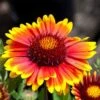 Arizona Sun Gaillardia -Daily Garden Joy Shop arizona sun gaillardia 1 2
