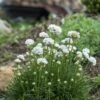 Morning Star White Armeria -Daily Garden Joy Shop armeria maritima morning star white garden