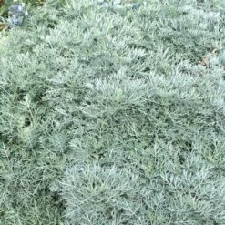 Powis Castle Artemisia -Daily Garden Joy Shop artemisia powis castle close denver botanic
