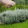 Seafoam Artemisia -Daily Garden Joy Shop artemisia versicolor sea foam david.winger plant select cropped