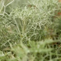 Seafoam Artemisia -Daily Garden Joy Shop artemisia versicolor seafoam