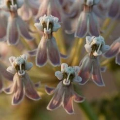 California Narrow Leaf Milkweed -Daily Garden Joy Shop asclepias fascicularis santa monica trails council 2 cropped