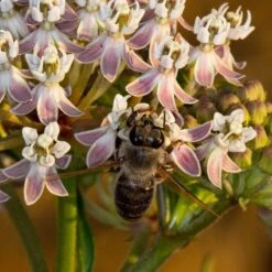 California Narrow Leaf Milkweed -Daily Garden Joy Shop asclepias fascicularis santa monica trails council 3 cropped