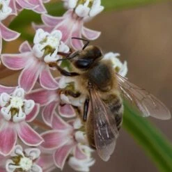 California Narrow Leaf Milkweed -Daily Garden Joy Shop asclepias fascicularis santa monica trails council 4 cropped