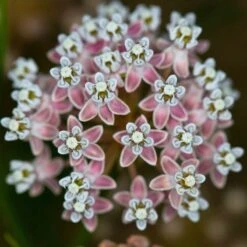 California Narrow Leaf Milkweed -Daily Garden Joy Shop asclepias fascicularis santa monica trails council 5 cropped