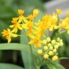 Hello Yellow Butterfly Weed -Daily Garden Joy Shop asclepias hello yellow milkweed