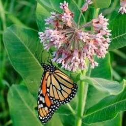 Common Milkweed -Daily Garden Joy Shop asclepias syriaca 1