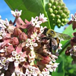 Common Milkweed -Daily Garden Joy Shop asclepias syriaca 2