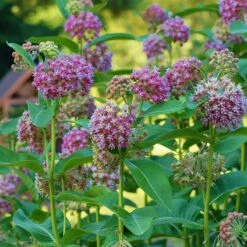 Common Milkweed -Daily Garden Joy Shop asclepias syriaca 3