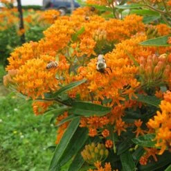 Butterfly Weed (Clay Form) -Daily Garden Joy Shop asclepias tuberosa butterfly weed 2 1