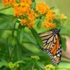 Butterfly Weed (Clay Form) -Daily Garden Joy Shop asclepias tuberosa monarch butterly hblbjxx