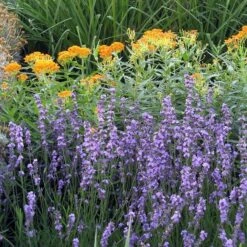 Sharon Roberts English Lavender -Daily Garden Joy Shop asclepias western gold mix lavandula angust sharon roberts 1