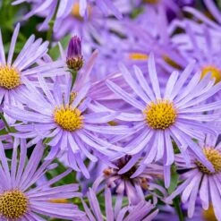 Monch Frikart's Aster -Daily Garden Joy Shop aster x frikartii m nch flower close up