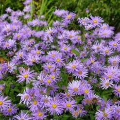 Monch Frikart's Aster -Daily Garden Joy Shop aster x frikartii m nch flowers garden