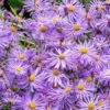 Monch Frikart's Aster -Daily Garden Joy Shop aster x frikartii m nch garden