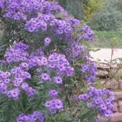 Professor Kippenberg New York Aster -Daily Garden Joy Shop aster novi belgii professor kippenberg web