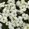 Axcent™ White Aubrieta -Daily Garden Joy Shop aubrieta axcent white 1