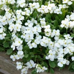 Axcent™ White Aubrieta -Daily Garden Joy Shop aubrieta axcent white 3