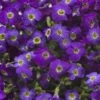 Axcentâ„¢ Deep Purple Aubrieta 1 Axcentâ„¢ Deep Purple Aubrieta -Daily Garden Joy Shop axcent deep purple rock cress 1