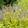 Aztec Gold Veronica -Daily Garden Joy Shop aztec gold veronica 1 2