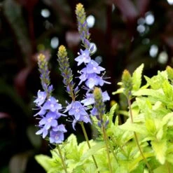Aztec Gold Veronica -Daily Garden Joy Shop aztec gold veronica 4