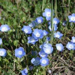 Alternative Lawn Wildflower Seed Mix 14 Alternative Lawn Wildflower Seed Mix -Daily Garden Joy Shop baby blue eyes 1