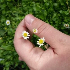 Miniature Mat Daisy (Bellium) -Daily Garden Joy Shop bellium minutum miniature