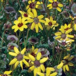 Mora County Chocolate Flower Mix (Berlandiera) 10 Mora County Chocolate Flower Mix (Berlandiera) -Daily Garden Joy Shop berlandiera chocolate flower 25391 1