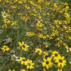 Mora County Chocolate Flower Mix (Berlandiera) 13 Mora County Chocolate Flower Mix (Berlandiera) -Daily Garden Joy Shop berlandiera lyrata david.winger cropped 2