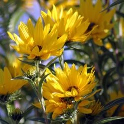 Santa Fe Maximilian's Sunflower (Helianthus) -Daily Garden Joy Shop betty griffith maximiliana sunfl