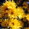Santa Fe Maximilian's Sunflower (Helianthus) -Daily Garden Joy Shop betty griffith maximilliana sant