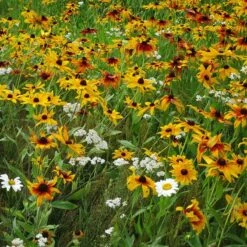Dry Area Wildflower Seed Mix 10 Dry Area Wildflower Seed Mix -Daily Garden Joy Shop black eyed susan gloriosa daisy yarrow