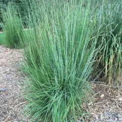 Blaze Little Bluestem Grass 11 Blaze Little Bluestem Grass -Daily Garden Joy Shop blaze little bluestem credit hoffmannursery