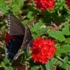 Red Devil Perennial Verbena -Daily Garden Joy Shop blk swallowtail red devil verbena cstein 1
