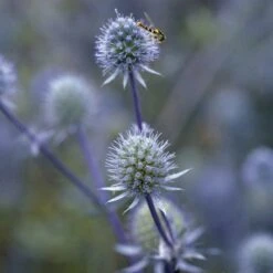 Blue Glitter Sea Holly (Eryngium) 9 Blue Glitter Sea Holly (Eryngium) -Daily Garden Joy Shop blue glitter sea holly